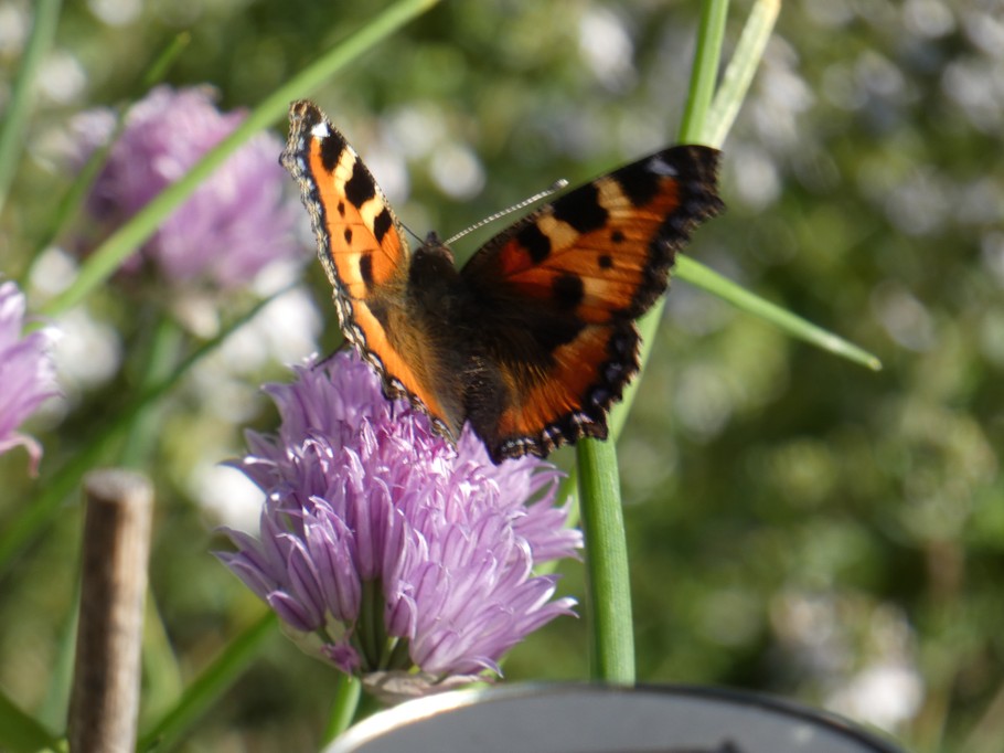The garden butterfly