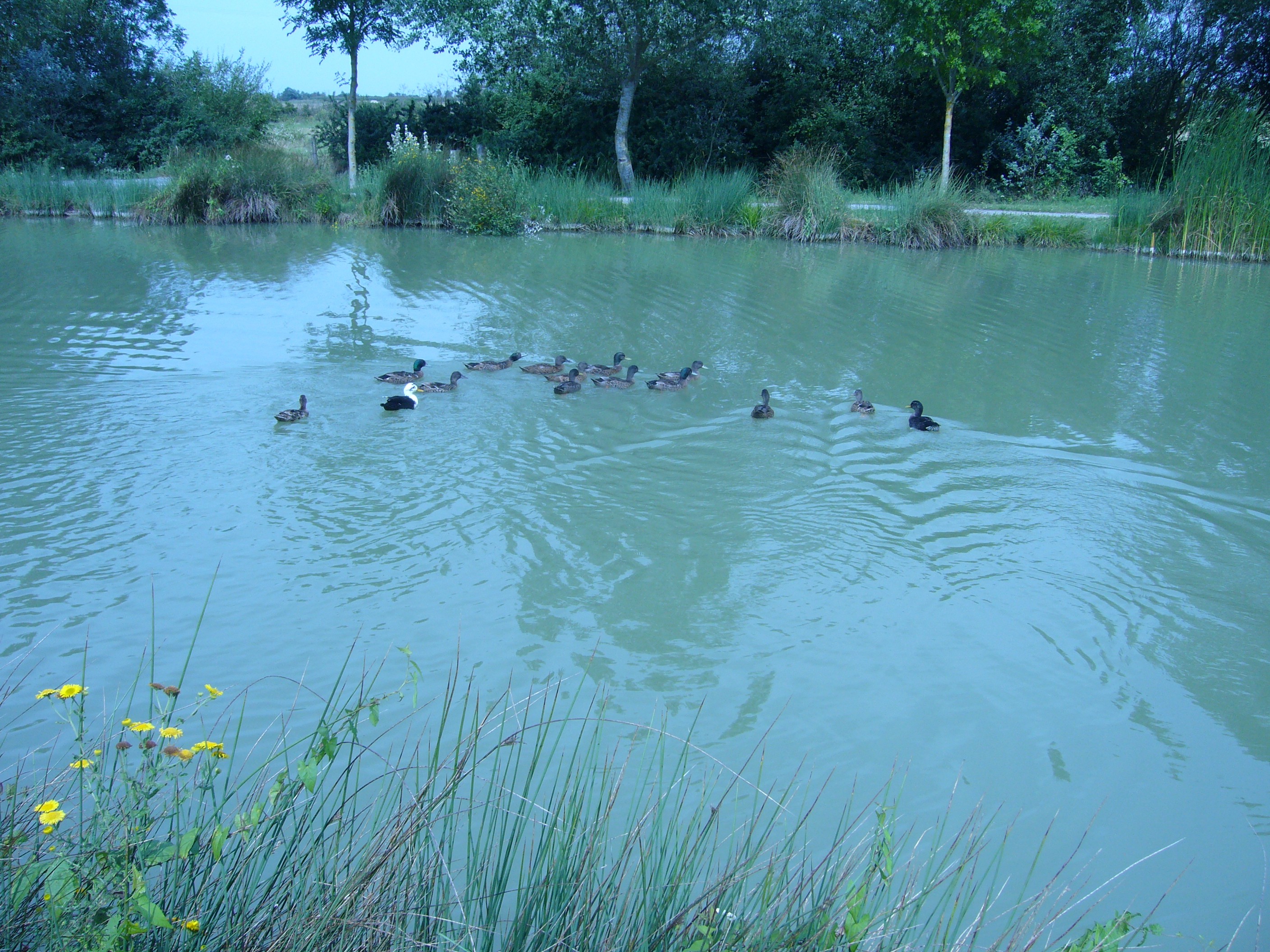 plan d'eau à St Michel