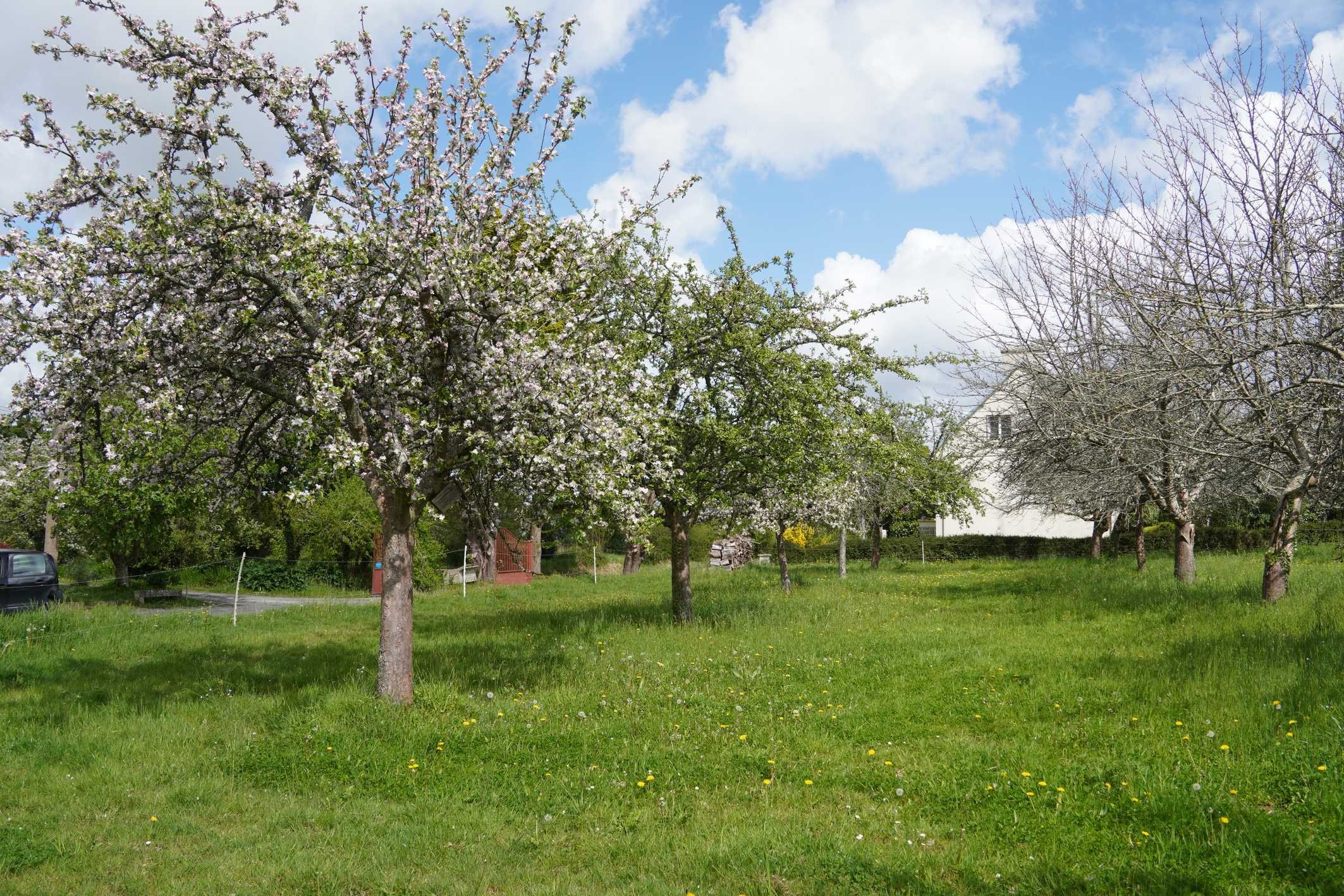 verger pres de la maison