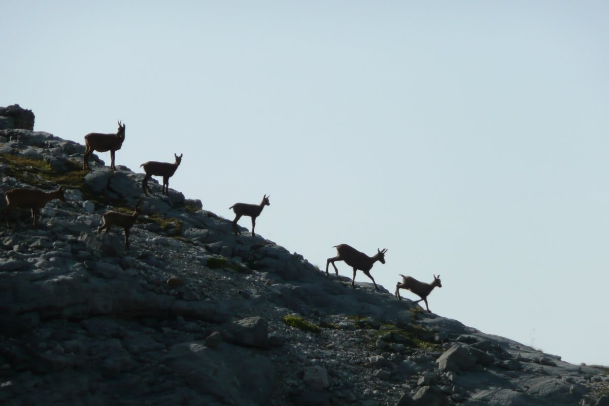 harde d'isards dans le Parc National