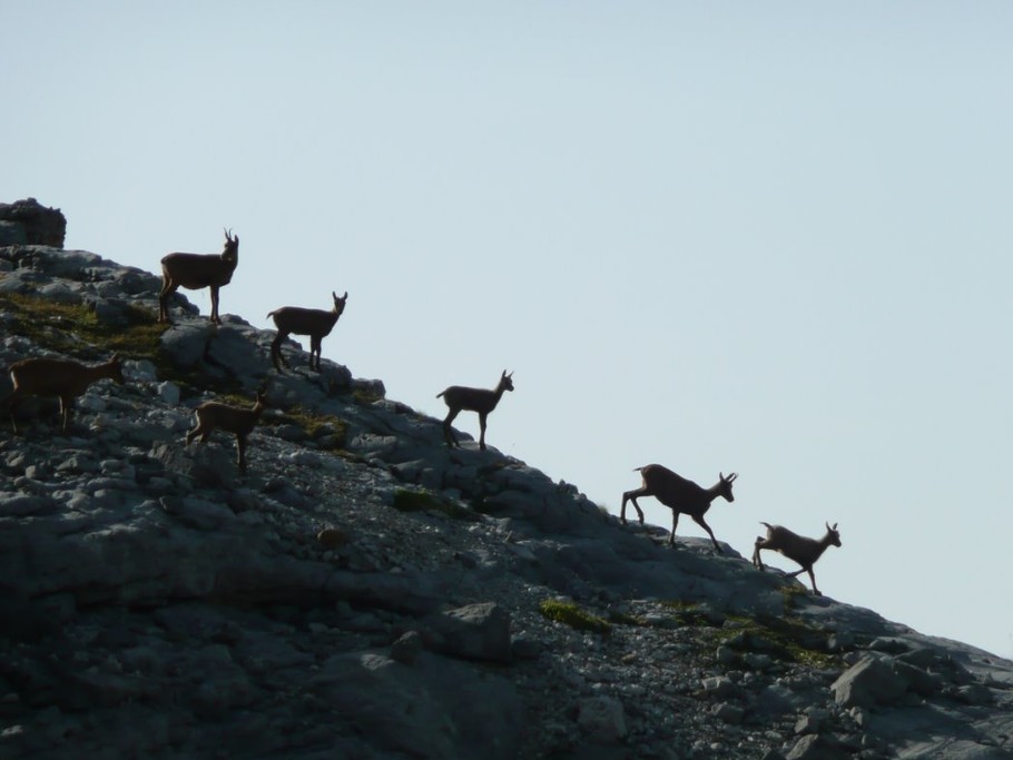 harde d'isards dans le Parc National