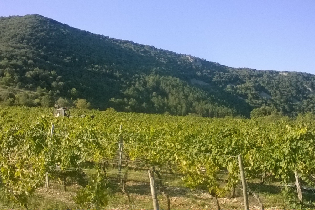 La Dame Blanche - Chambre Guyot - Nos vignes