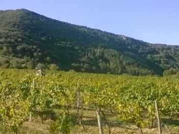 La Dame Blanche - Chambre Guyot - Nos vignes