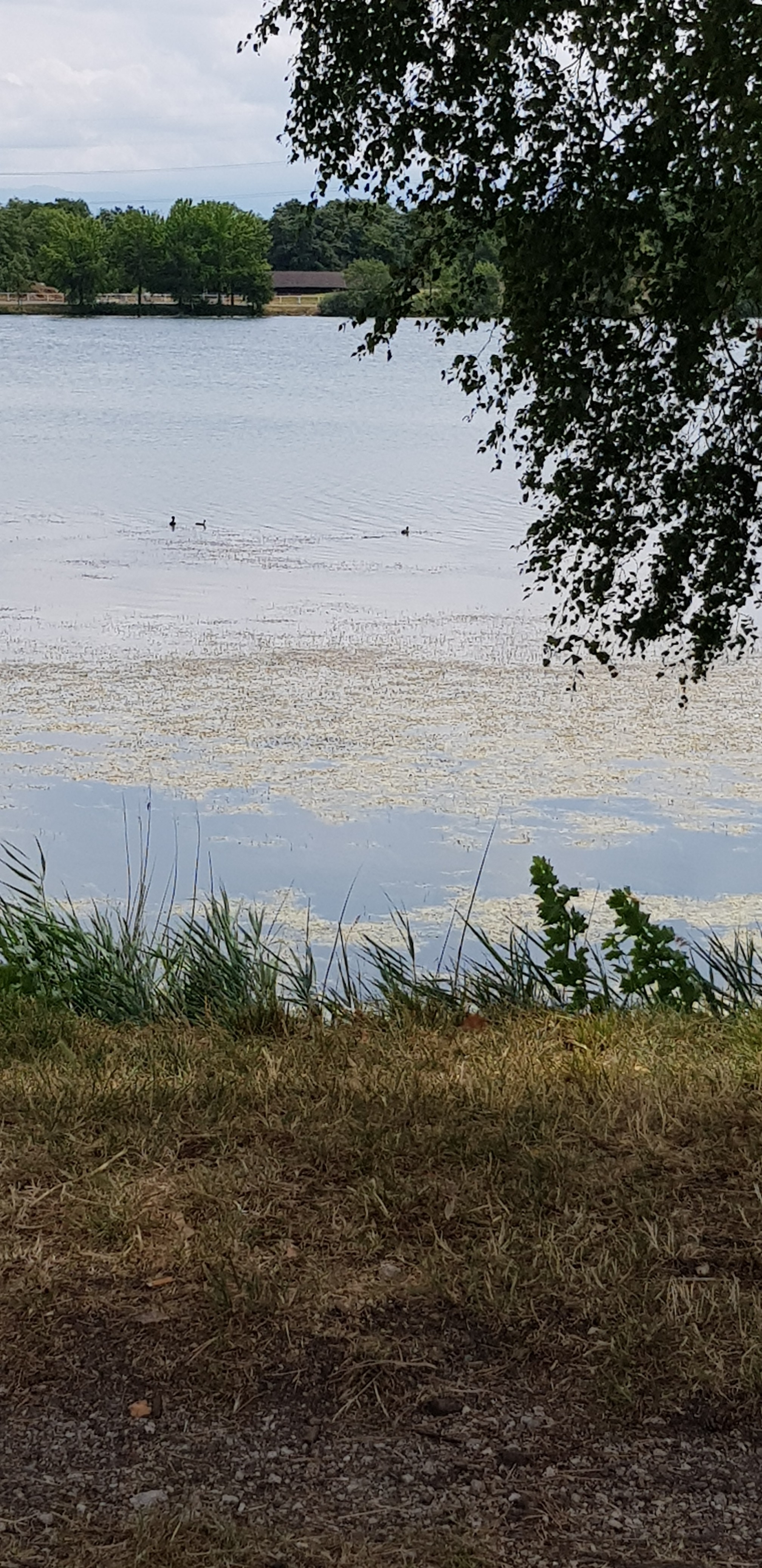 Lac de Divonne