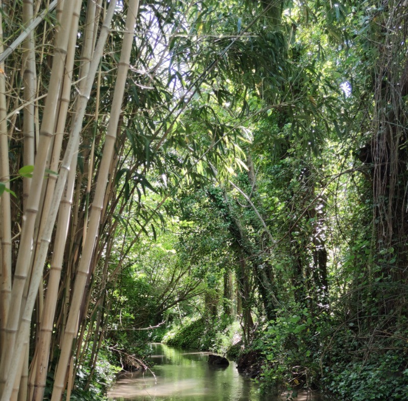 ruisseau au bout du jardin