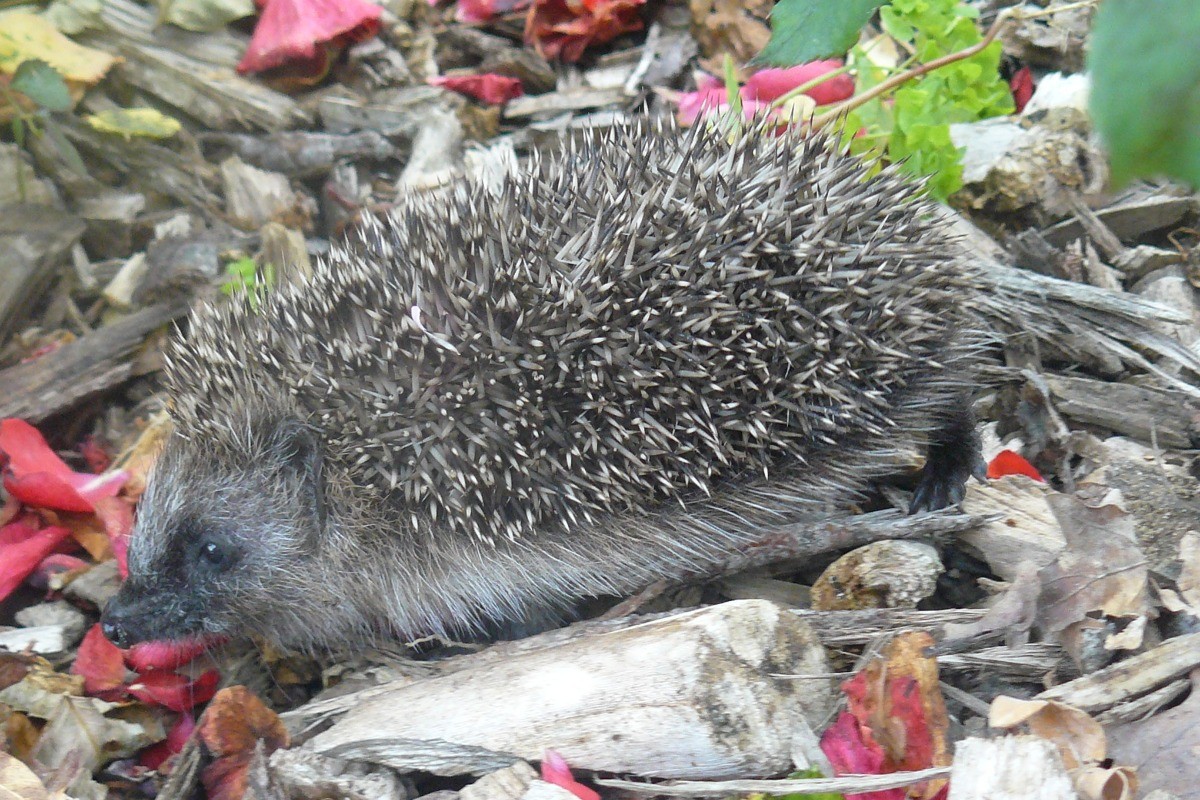 Balade d'un petit hérisson à l'Escale Canal