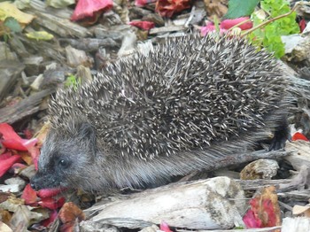 Balade d'un petit hérisson à l'Escale Canal
