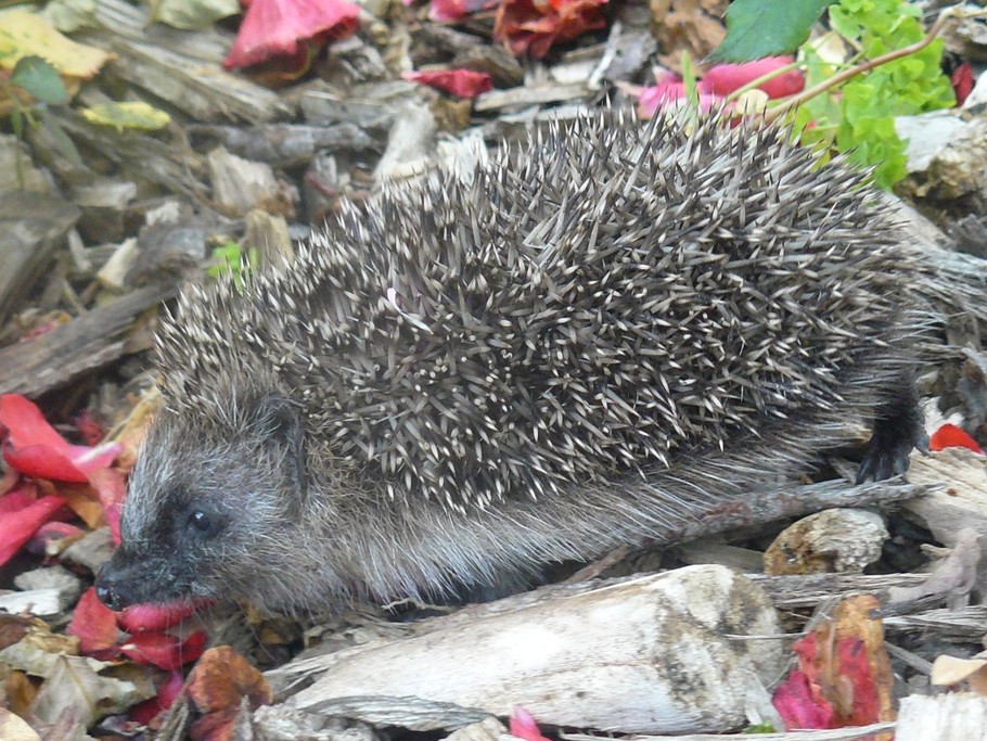Balade d'un petit hérisson à l'Escale Canal