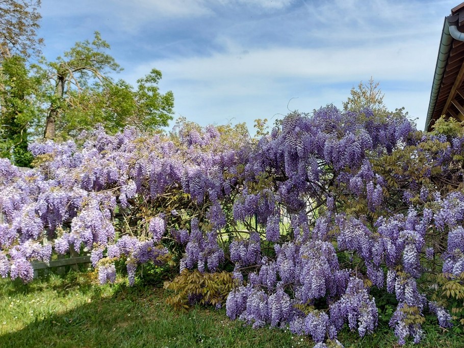 En mai, le parfum des glycines enbaument l'atmosphère