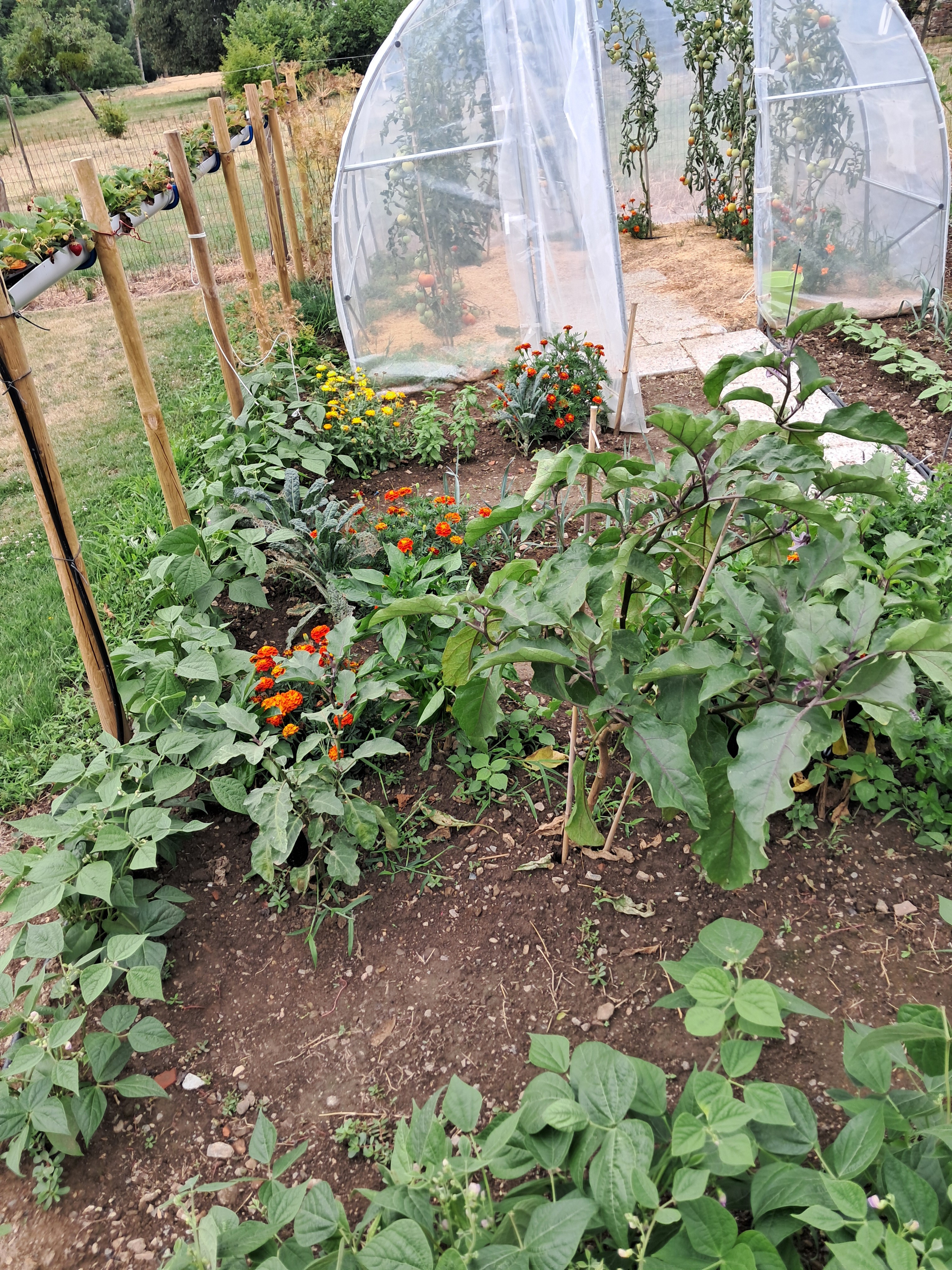 Le potager 