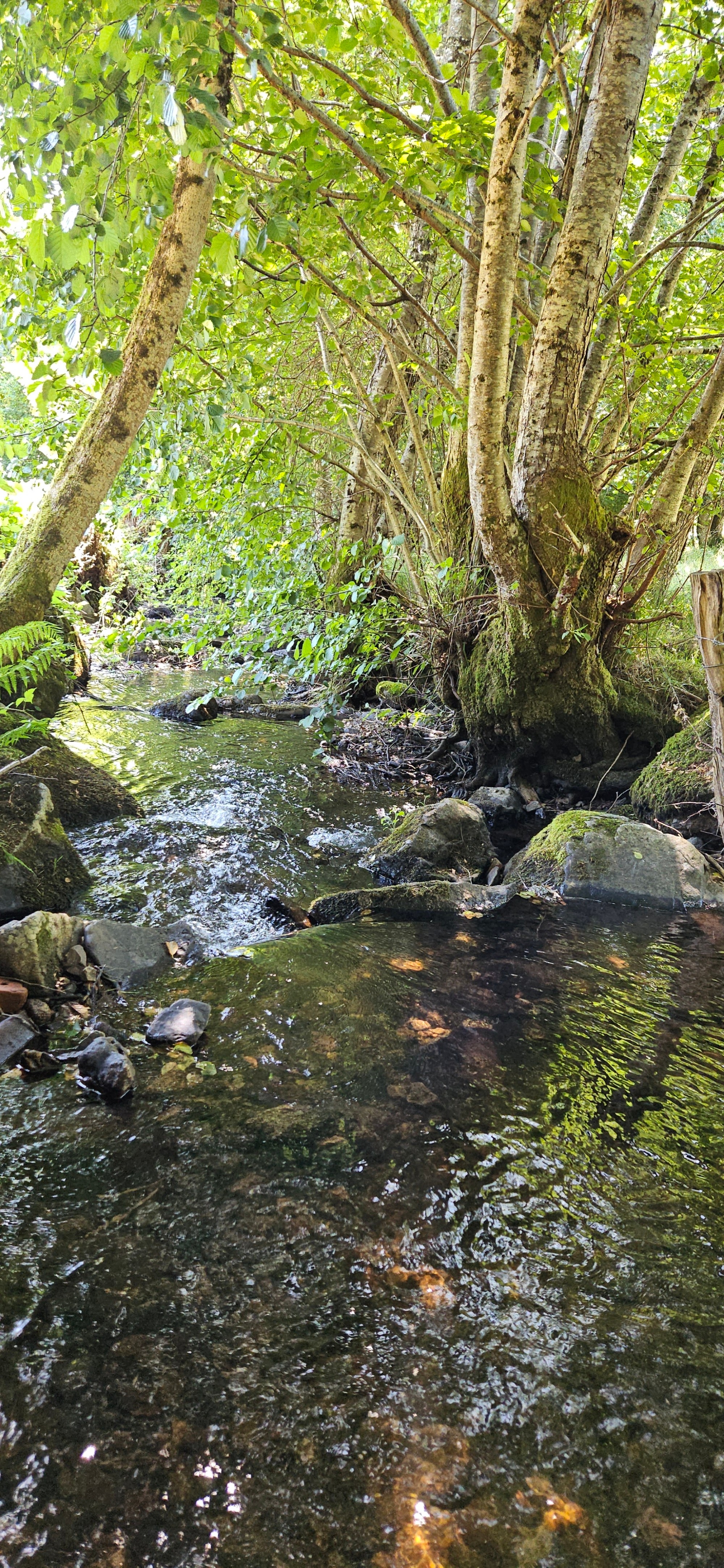 The stream at the back of the plot. Very pleasant after a good walk.