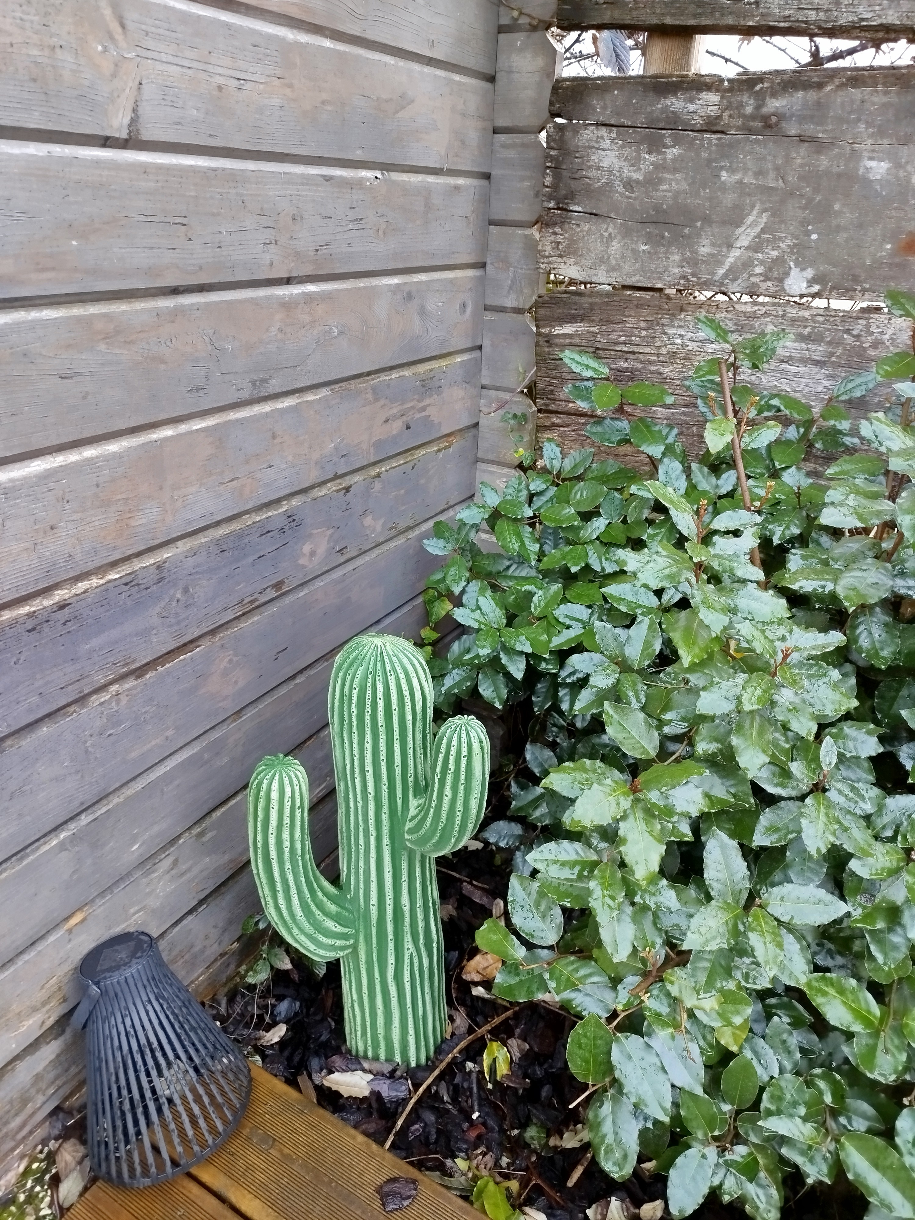 By the spa, a pretty cactus 🌵
