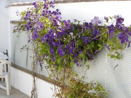 Cour privé avec Clématites