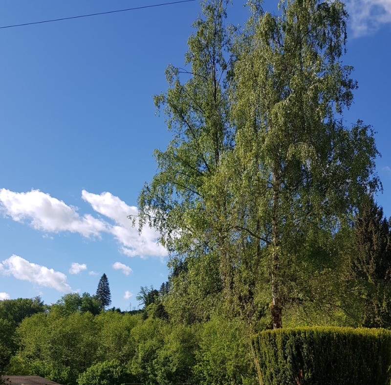 Terrain à l'arrière de la maison