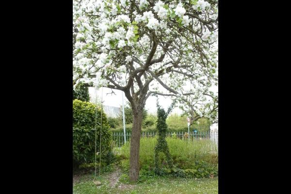 le jardin