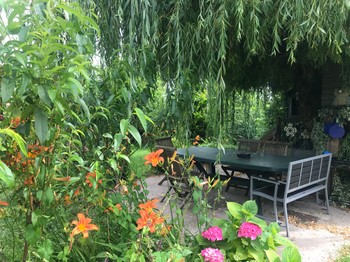 Sous le saule pleureur.