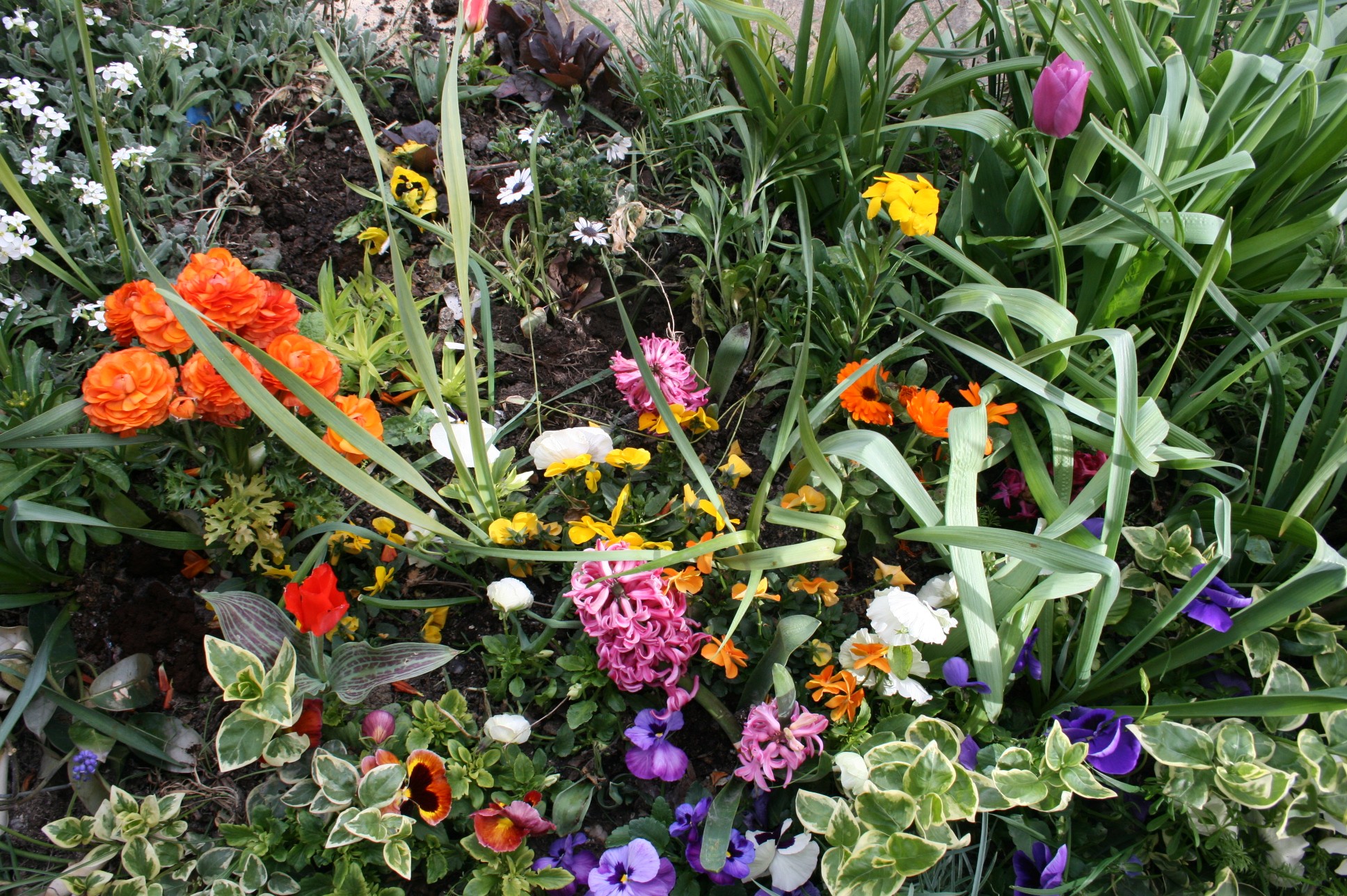 Fleurs près de la piscine.