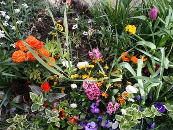 Fleurs près de la piscine.