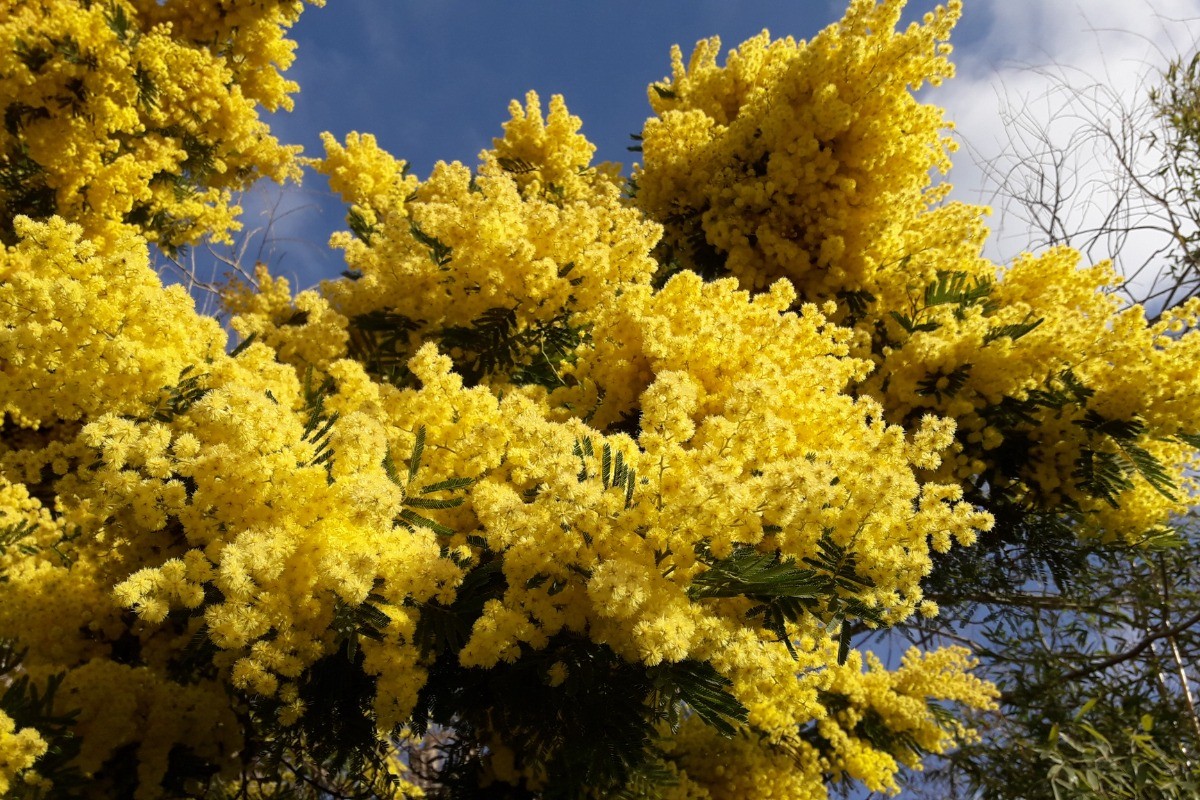 Mimosa du jardin au mois de février