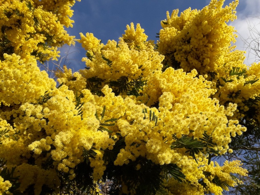 Mimosa du jardin au mois de février