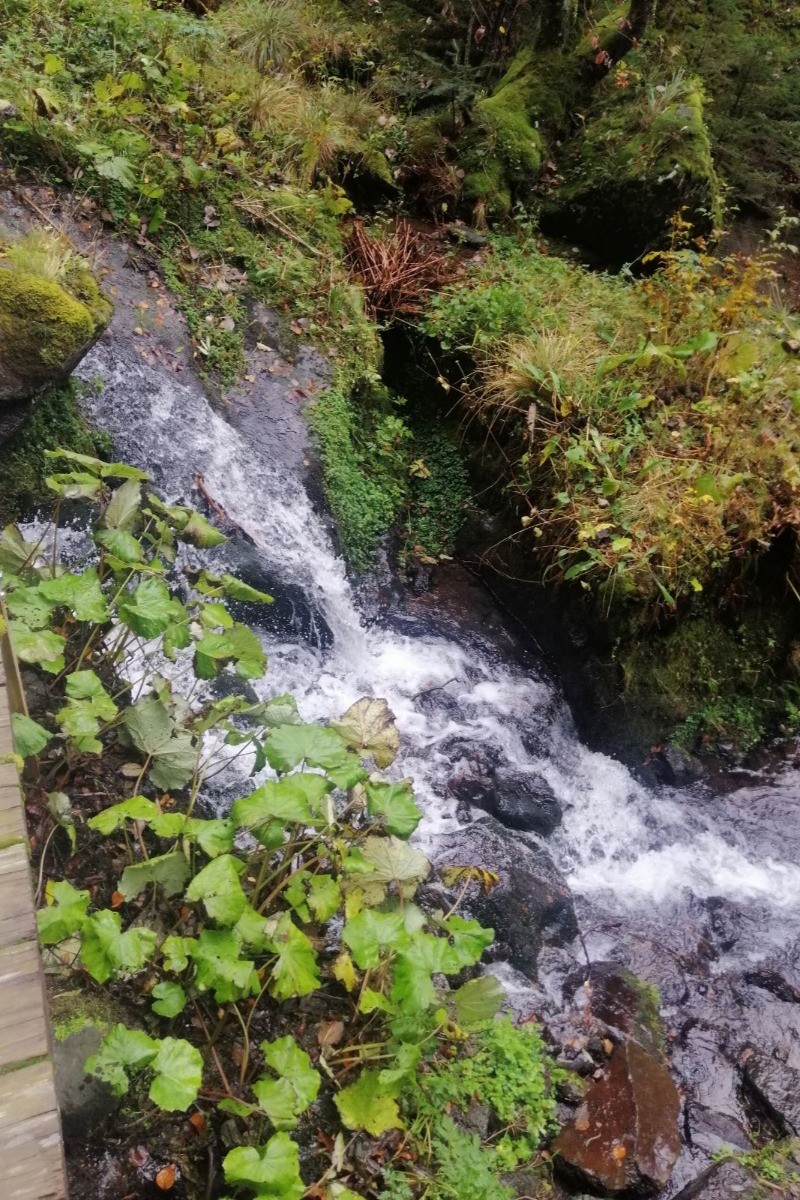 Le Nid douillet - Mont Dore - Cascade