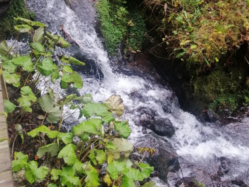 Le Nid douillet - Mont Dore - Cascade