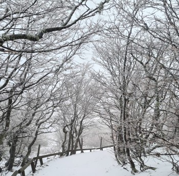 Environnement- Chalet Coccinelle