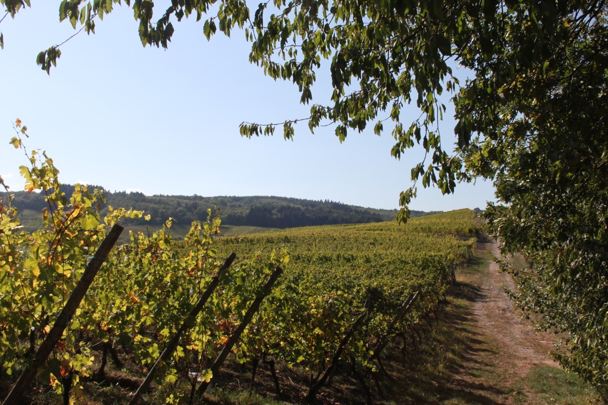 Vignoble