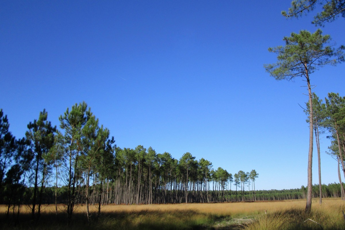 la forêt de pins