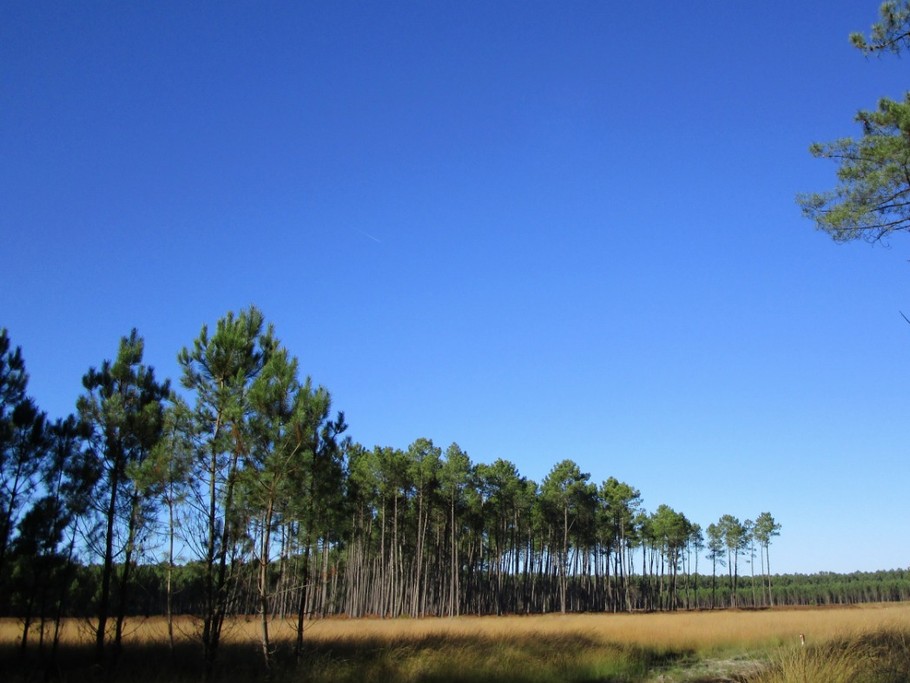 la forêt de pins