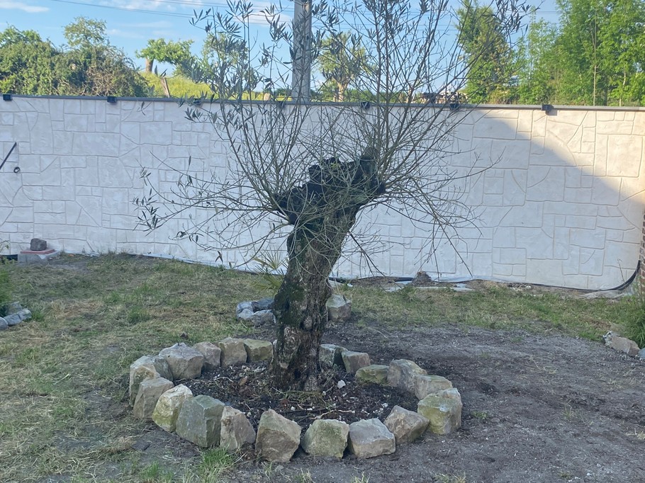 notre olivier vieux de 100 ans