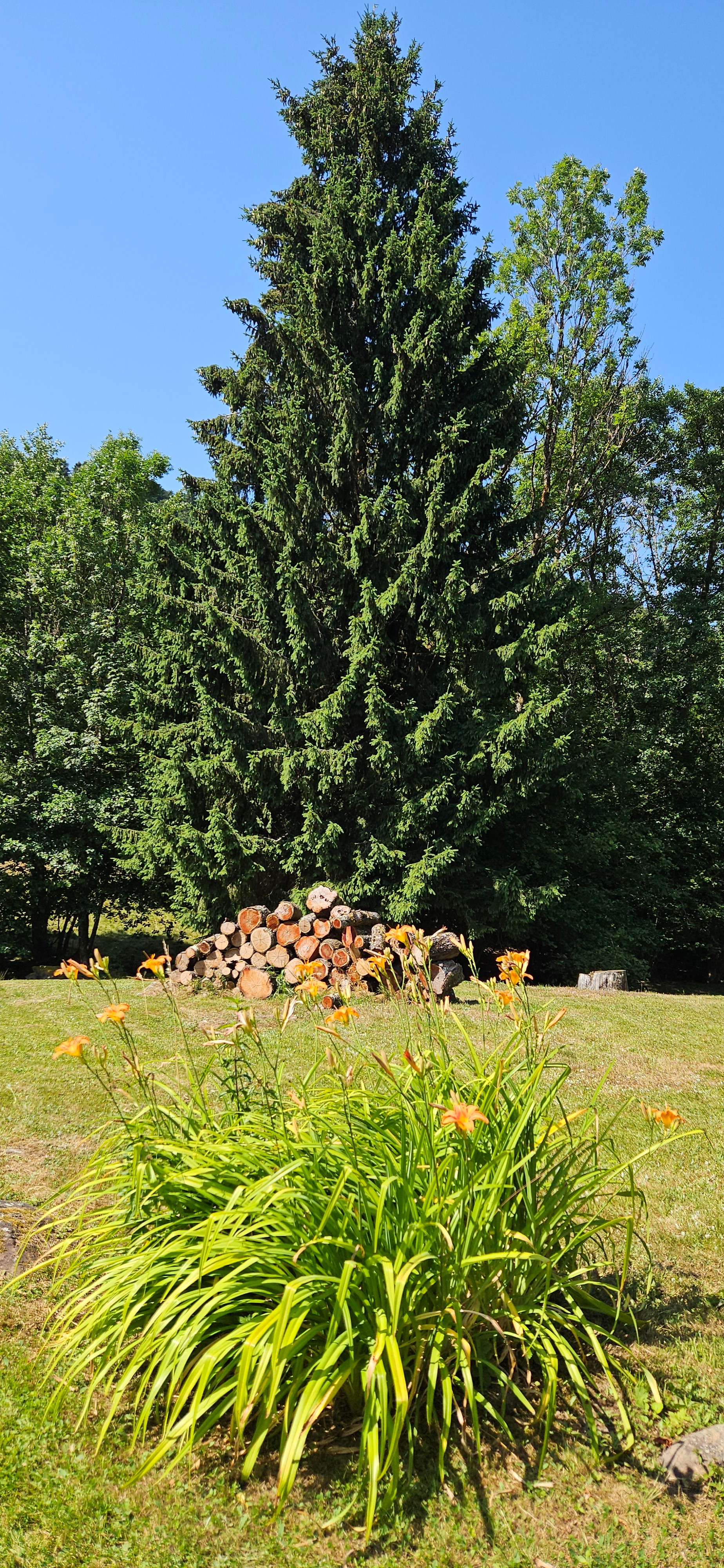 Land at the back of the house