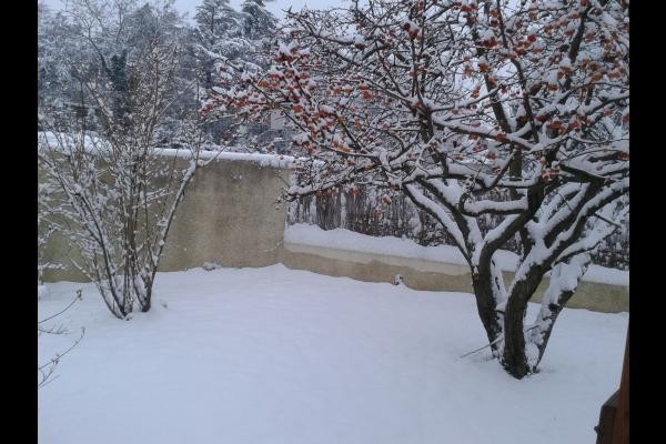 Petites pommes d'Hiver du POMMIER NAIN