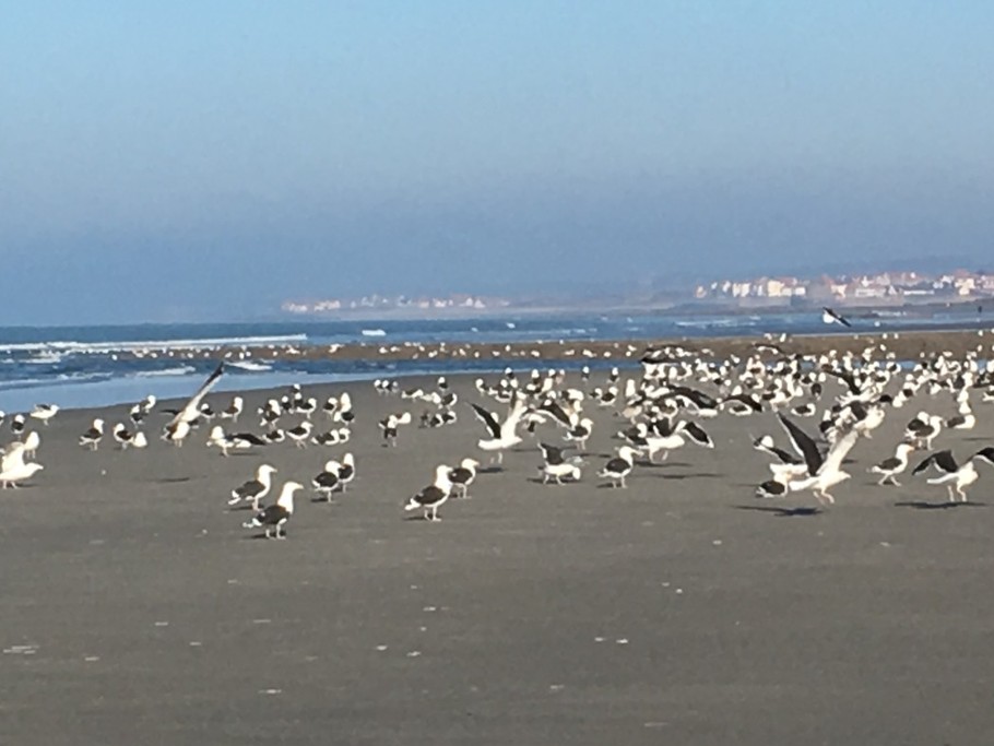 PLAGE SE SABLE A PERTE DE VUE