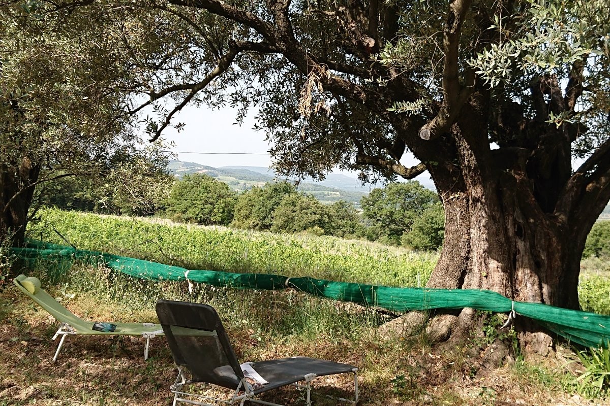 Domaine du Chêne Vert - Gîte L'Olivier - Lecture à l'ombre des oliviers