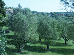 JARDIN DES OLIVIERS