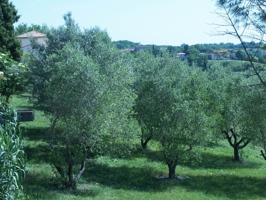 JARDIN DES OLIVIERS