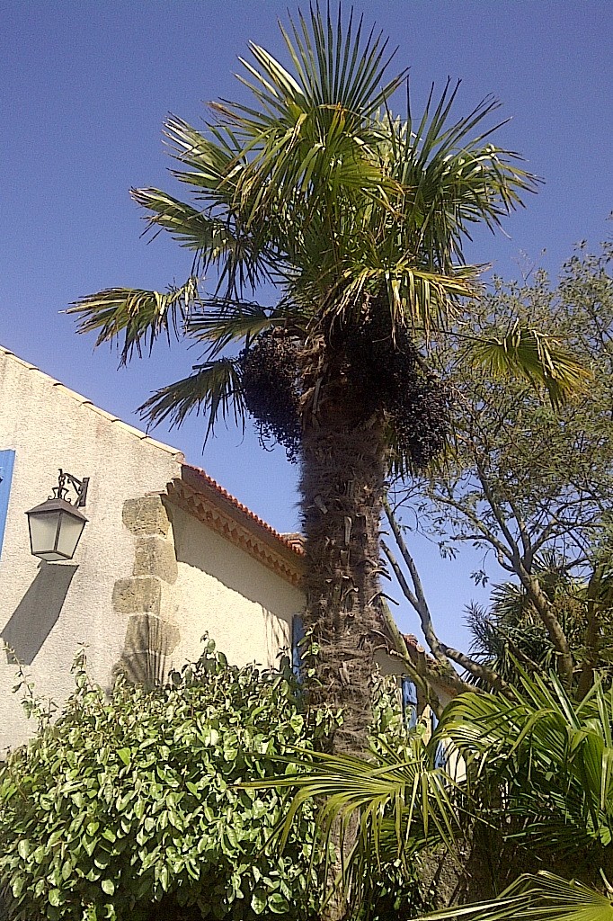 Palmier dans votre cour-jardin.