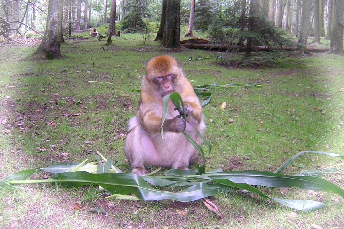 la montagne des singes