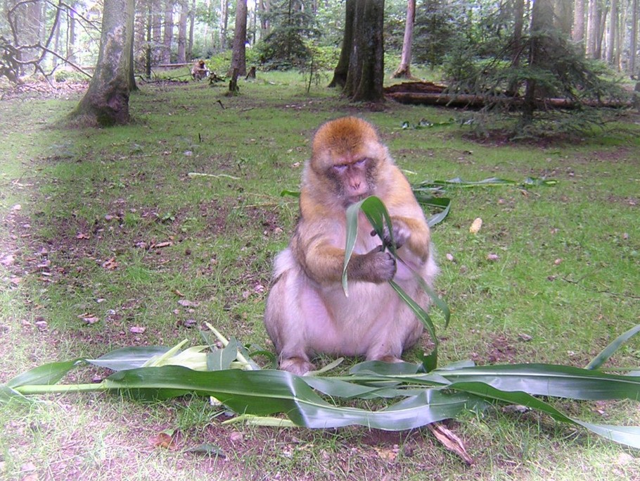 la montagne des singes