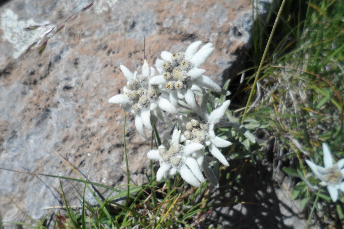 edelweis dans la montagne