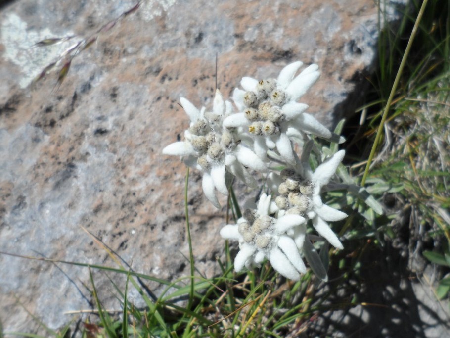 edelweis dans la montagne