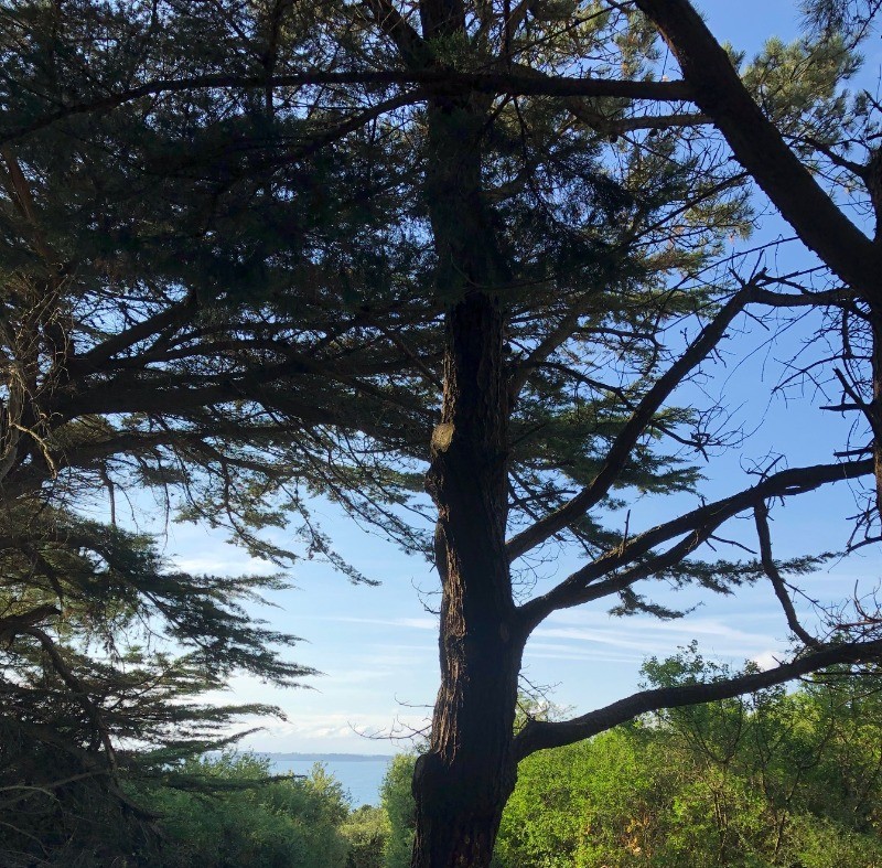 Sous les arbres du jardin