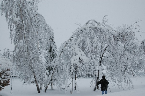 le jardin sous la neige