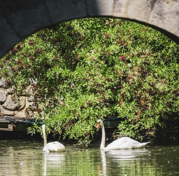 Cygnes - Château de la Mothe - VICQ