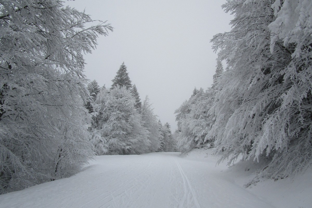 La route des crêtes - Appartement "Blanc Bois" à Gérardmer