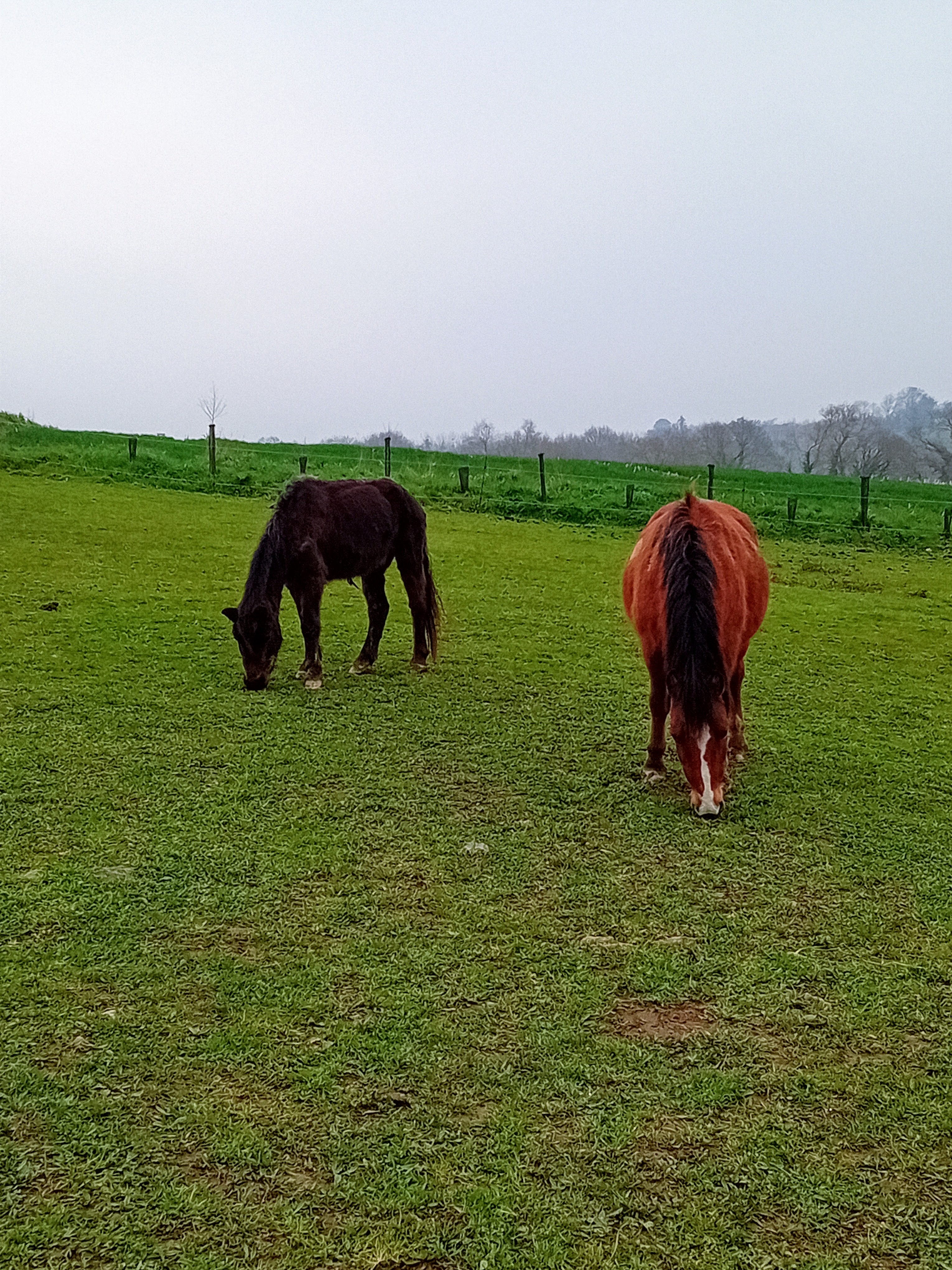 les poneys de la Ville Marqué