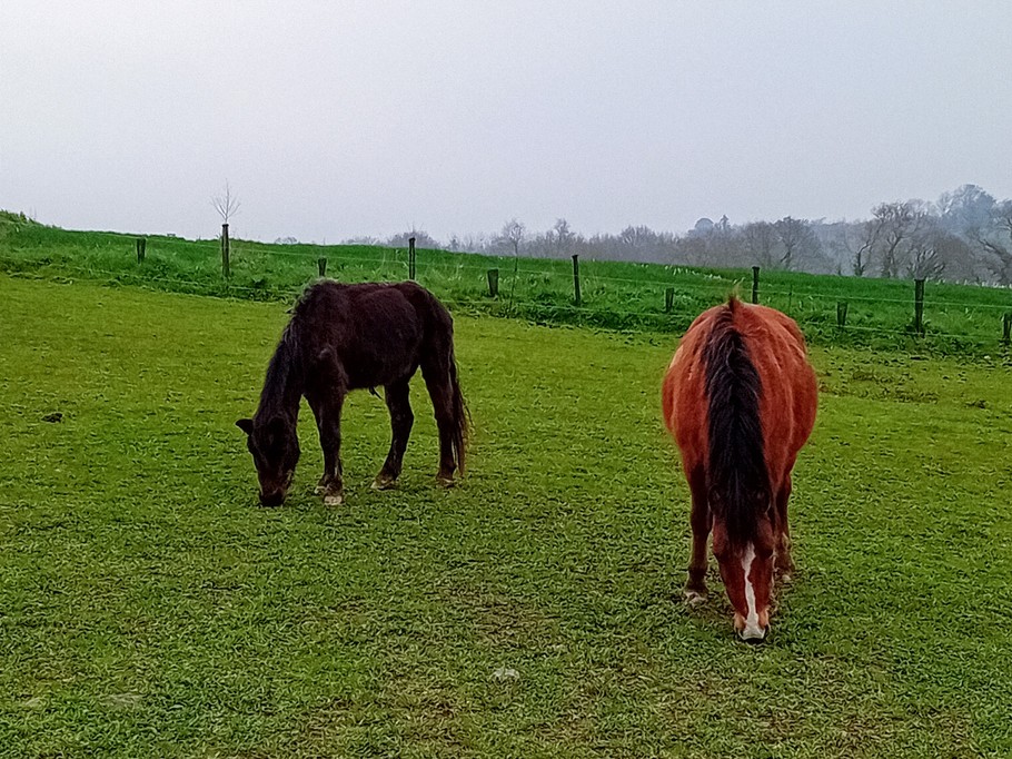 les poneys de la Ville Marqué