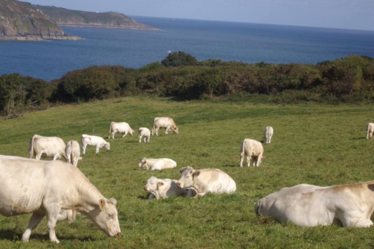 ici le bonheur est dans le pré