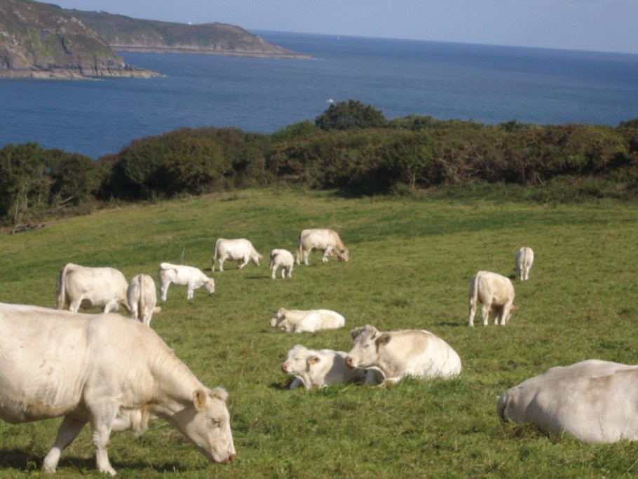ici le bonheur est dans le pré